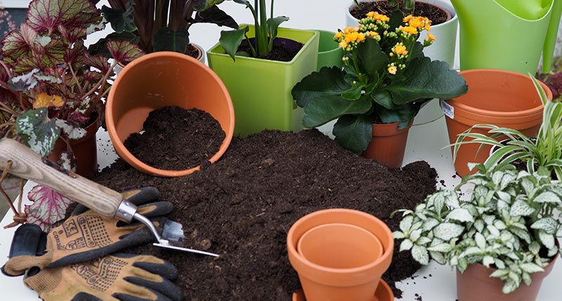 Potting Soil Ggs