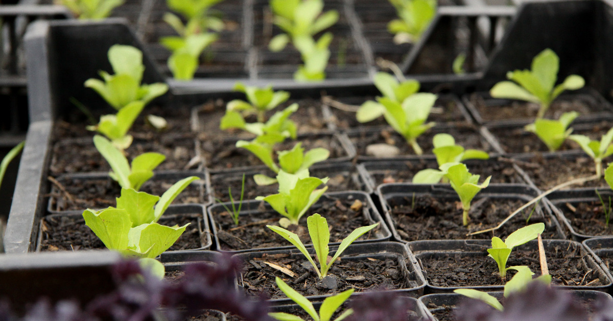 Unkraut in Blumenerde, weeds in potting soils