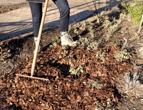 Still time in December to prepare your garden for the winter