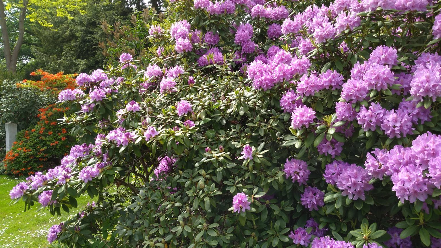 RhododendronErde & Co. GGS