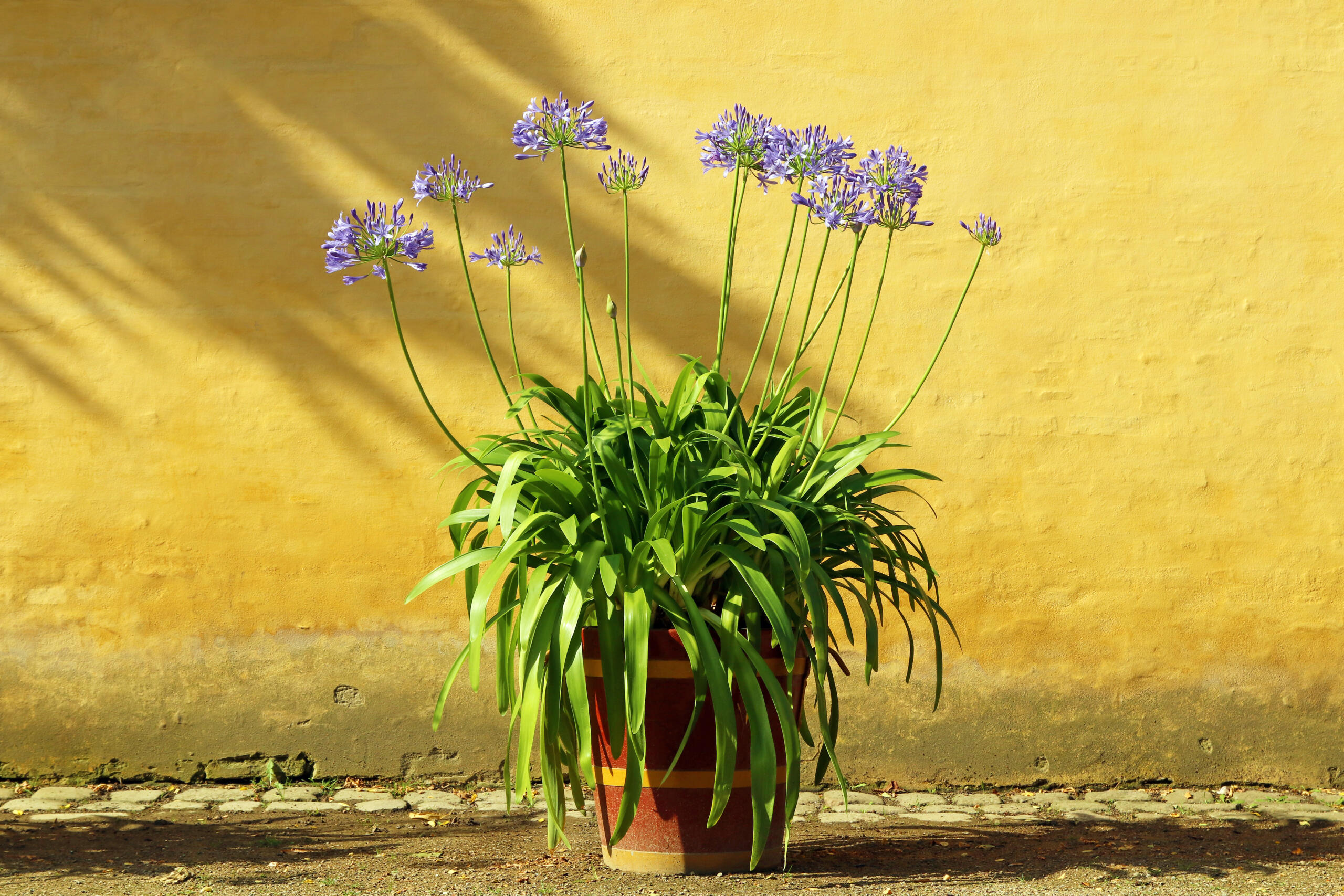 Kübelpflanzen umtopfen, repotting mediterranean garden plants