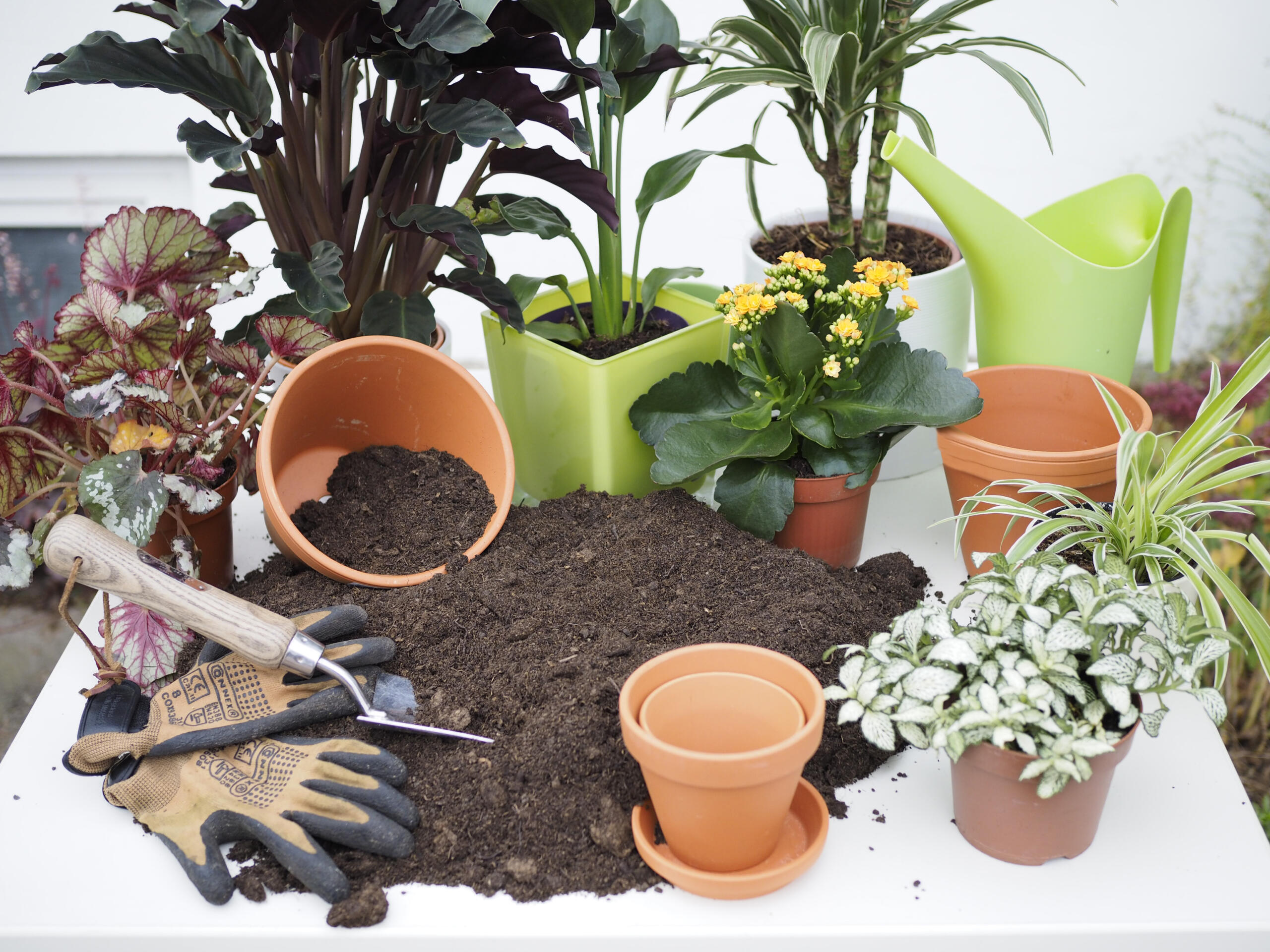 Blumenerde organisch, organisch gedüngte Blumenerde, Bio-Blumenerde