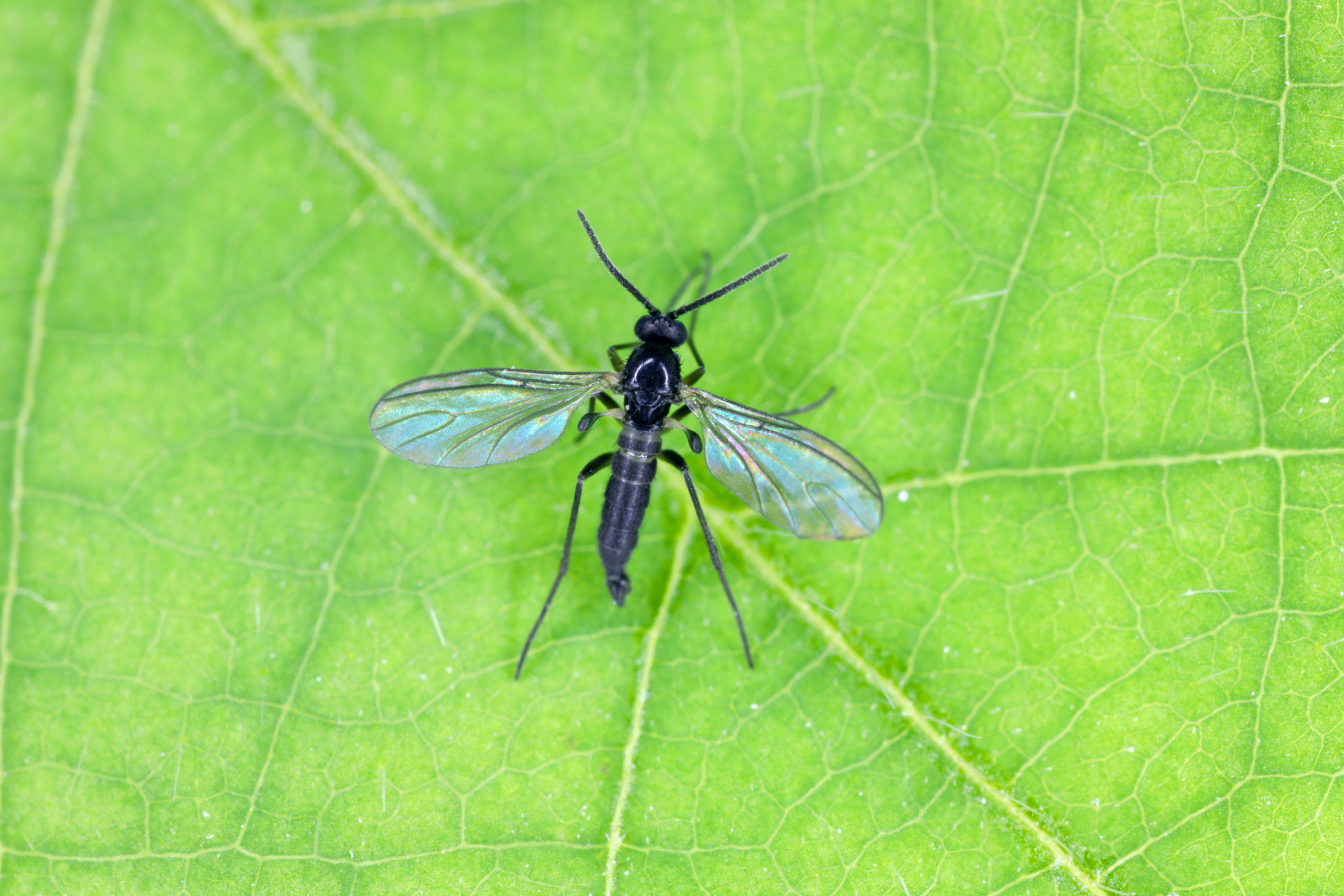 Trauermücken in der Blumenerde, schwarze Fliegen Blumenerde