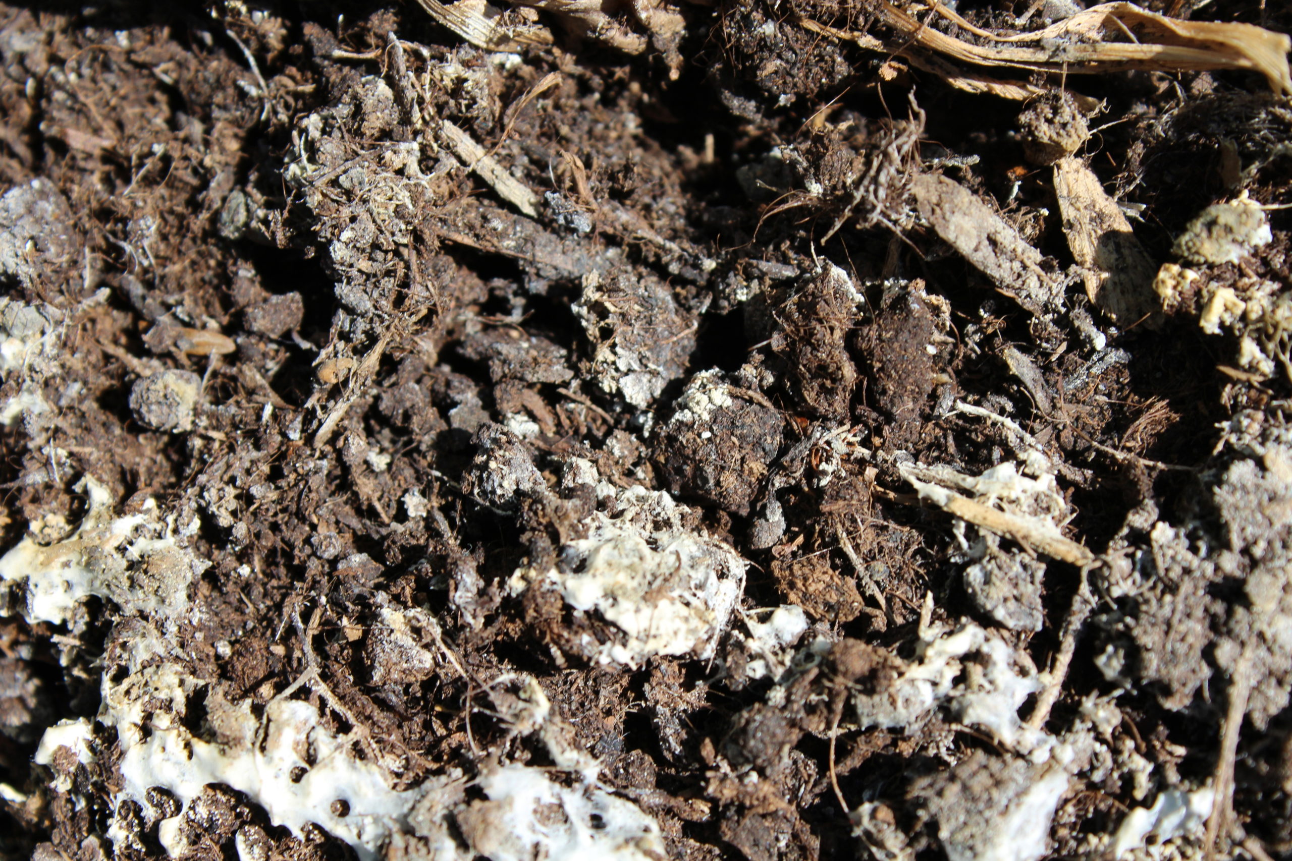 mould in potting soil