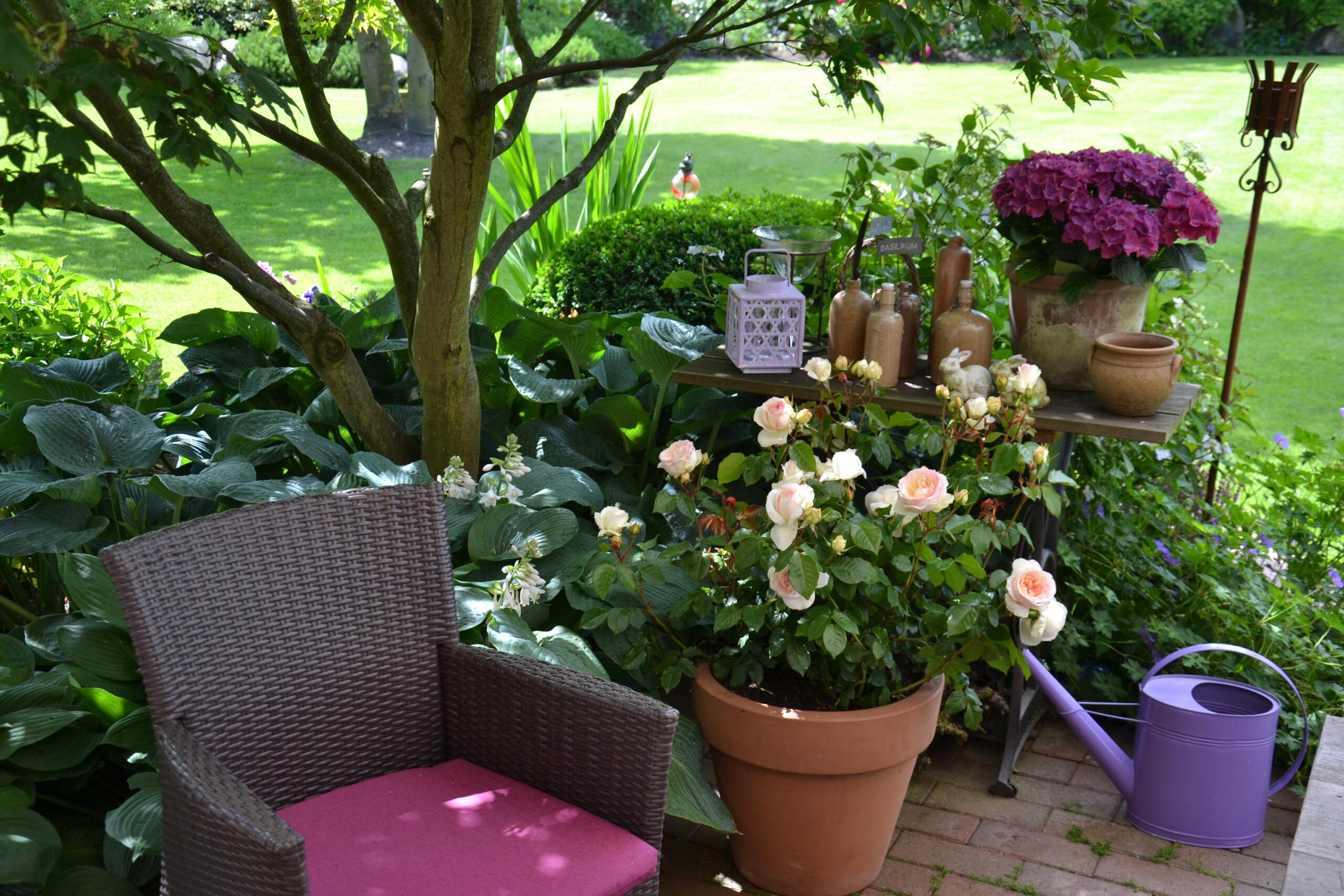 Rosenerde, Rosen, Rose im Pflanzgefäß, Rose im Topf