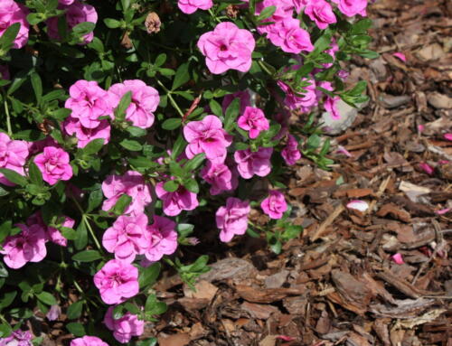 Rindenmulch im Staudenbeet