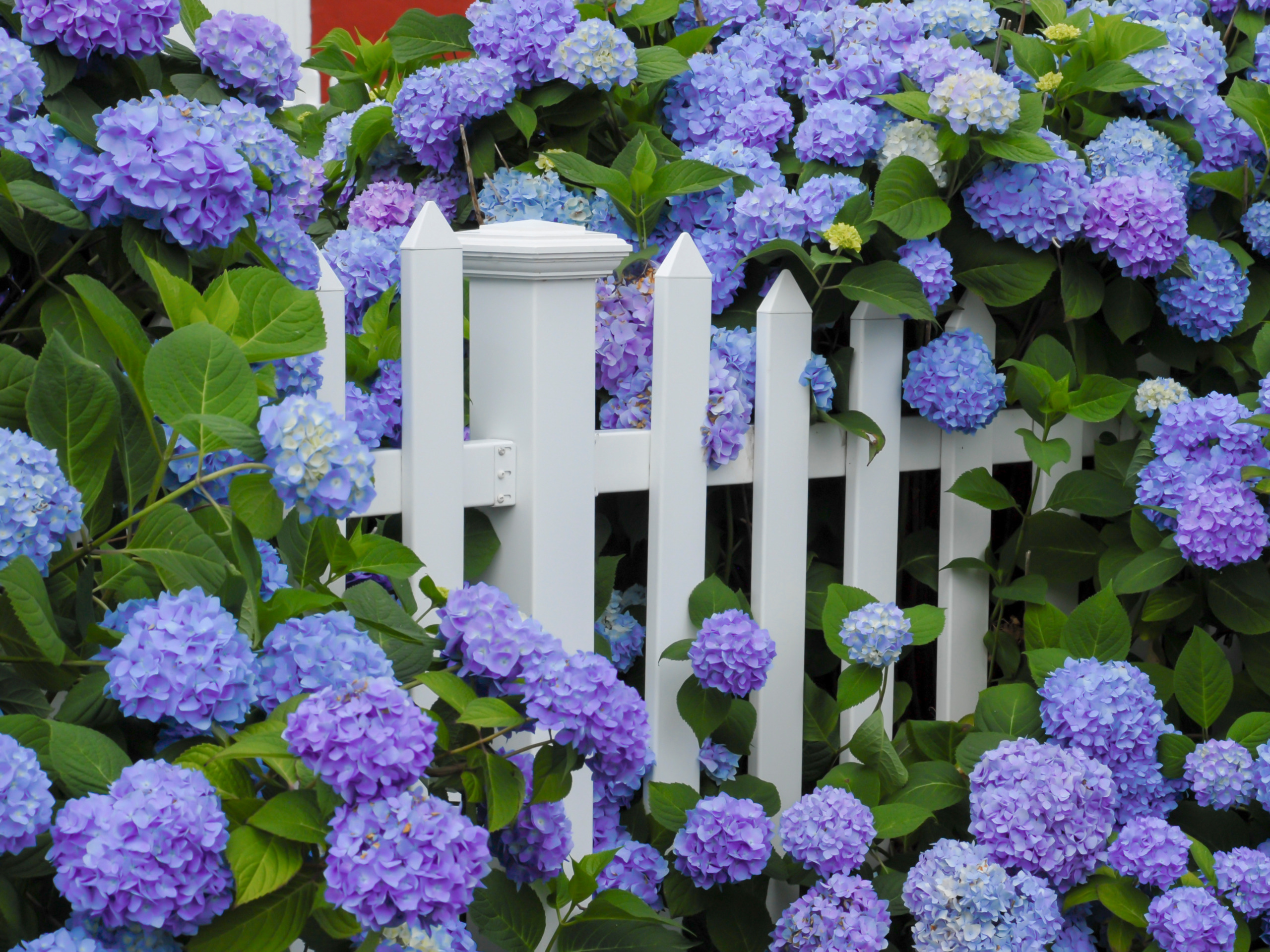 Blaue Hortensien, Hortensien blau färben, hydrangeas blue