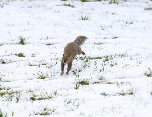 Still time in December to prepare your garden for the winter