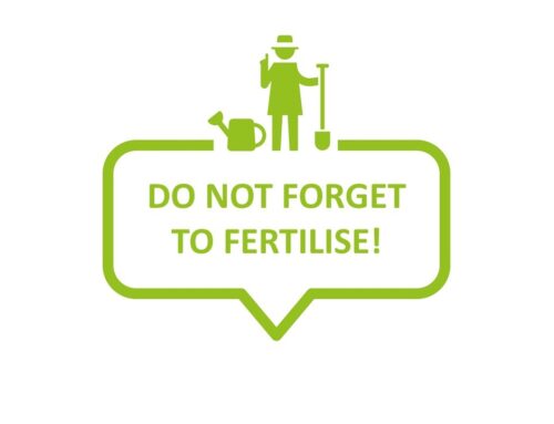 How to fertilise plants – when, how often and with what?