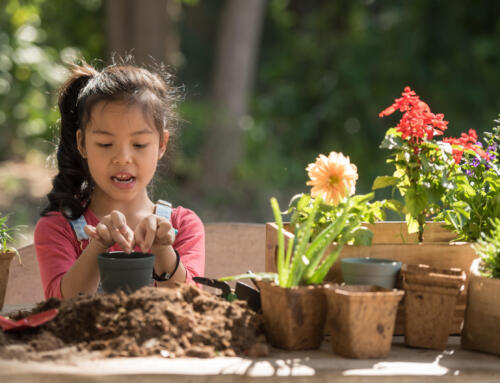 Kann man alte Blumenerde wiederverwenden?